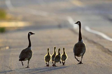 【干貨滿滿】為什么要買學區(qū)房，看完你就懂了